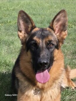 Německý ovčák štěňata s PP fena 1 rok