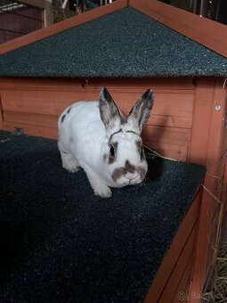 Zakrslá samička rex dalmatin