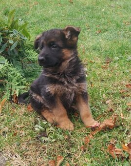 Německý ovčák - štěňátka fenečky s PP (typ Rex)