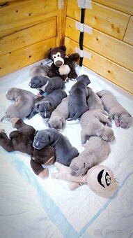 American Bully XL (reg. ABKC) Modrá a Šampaň štěňátka