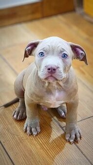 American Bully XL (reg. ABKC) Šampaň štěňátka, TOP povaha