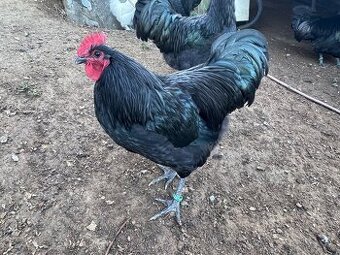 Kohouti Australka velká černá do chovu