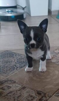 Čivava krátkosrstá s PP FCI