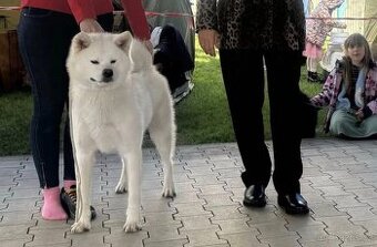 Akita inu s PP