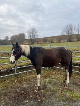 2,5 letá APH klisna