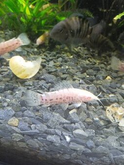 Pancernicek kropenatý albin-thorrakat