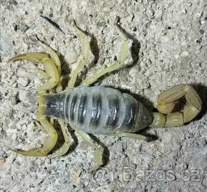 Štíř Scorpion heterometrus, Hottentota, parabuthus atd