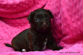 Havanský psík s PP - fenka k odběru