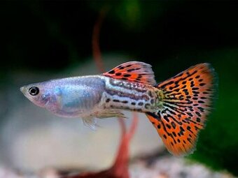 Paví očka kdo daruje