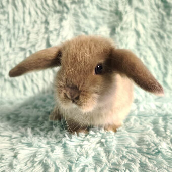 ⭐️ Zakrslý beránek SATÉNOVÝ ⭐️ 🍀 V2 🍀