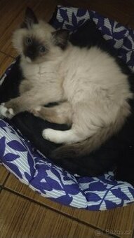 Ragdoll kotatka ( kocourci)