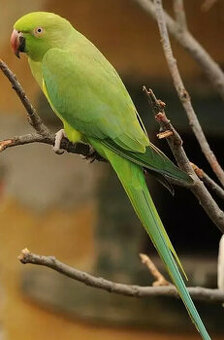 samičku Alexandra.maleho