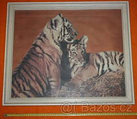obraz tygři, 61 x 51,5 cm, zarámovaný plakát tygr lev afrika - 1