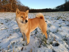 Shiba Inu