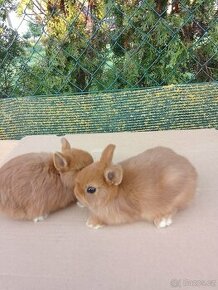 Králíčata zakrslých králíků