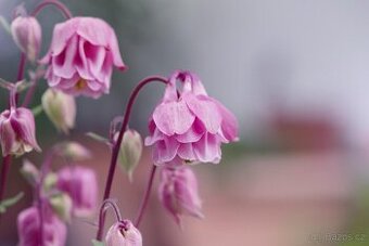 Orlicek Aquilegia- modra, fialova, ruzova, bila barva kvetu - 1