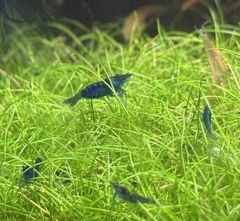 Modré krevetky Neocaridina davidi blue dream