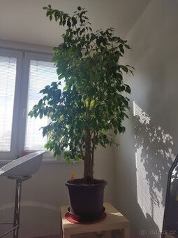Fíkus 150cm