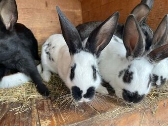 🐰 Králici HYLA a kříženci F1 – 6 týdnů – k odběru 🐰