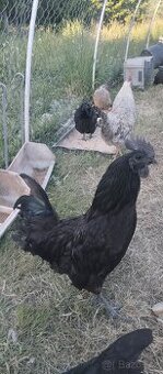 Kohout Ayam Ceman