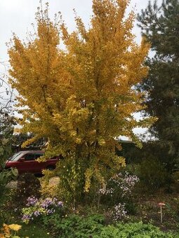 Jinan dvoulaločný, Ginkgo biloba