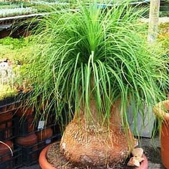 Sazenice Beaucarnea guatemalensis - sloní noha nolina