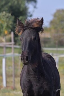 Fellský pony - roční klisna - levně