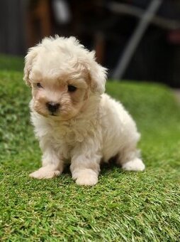 Maltipoo - 1