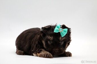 chocolate yorkshire terrier s PP