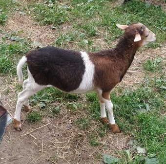 Kamerunské ovce 🐑 a beránek