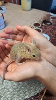 Osmáci Degu    zamluvené 
