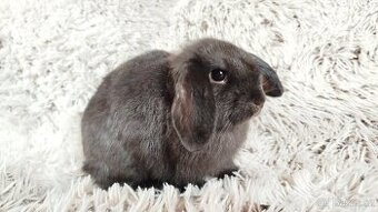 Zakrslý beránek, králíček, králík - CRISTIAN