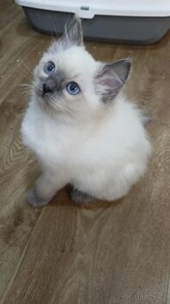 Koťátka Ragdoll s PP