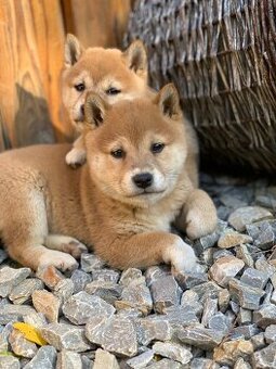 Shiba inu