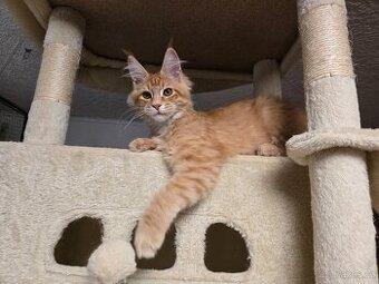 Mainská mývalí koťata s rodokmenem