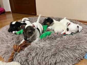 JACK RUSSELL TERIÉR ŠTĚŇÁTKA