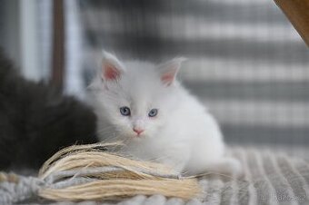 Mainská mývalia - maine coon - MCO - bíla modrooká kočička
