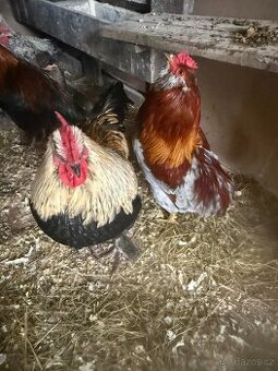 Prodám mladé kohoutky