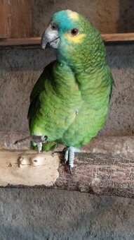 Amazoňan modročelý