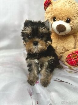 Jorkšírský teriér s PP s rodokmenem FCI