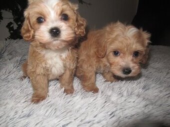 Maltipoo štěňátka