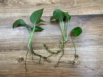 Epipremnum aureum – zakořeněné řízky