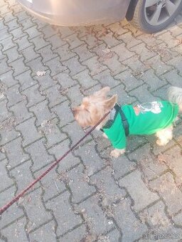 Yorkšírský teriér s PP váha 3 kg stáří 13 měsíců