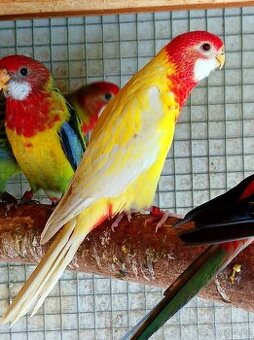 Rozely pestré lutino a přírodní - loňské odchovy