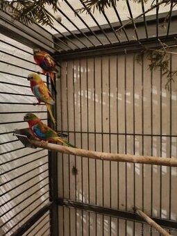 Neoféma tyrkysová červenobřichá a opalin