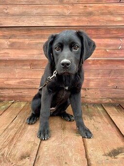 FREYA - štěně, fenečka 5 měsíců