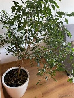 Ficus benjamina ~180 cm (včetně květináče)
