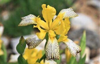 Kosatec různobarevný- Iris variegata 50 semen 50 Kč