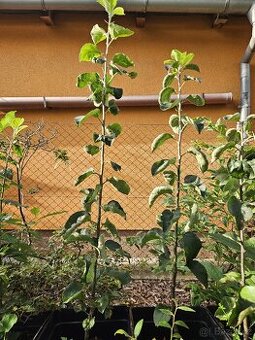 Pravokořenná jabloň - pozdně zimní