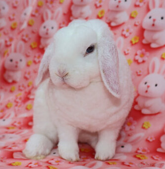 Zakrslý modrooký rex beránek , maličká samička